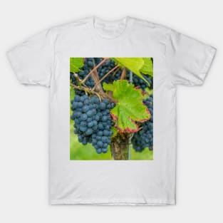 Vineyard, Kaiserstuhl, South-West Germany T-Shirt